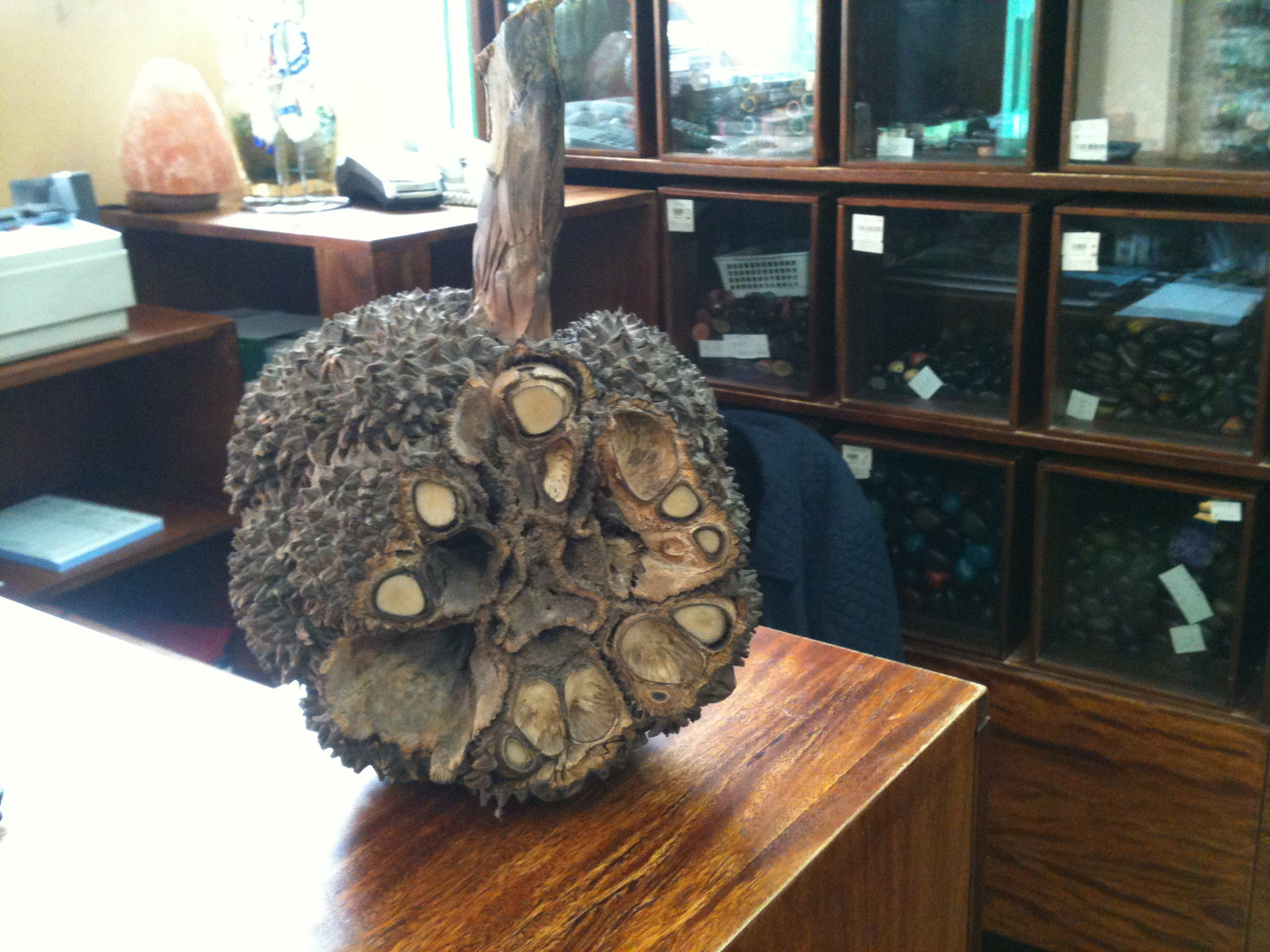 A good example of what a Tagua nut looks like.